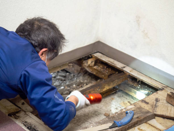 Best Same-Day Mold Removal  in Jamaica Beach, TX