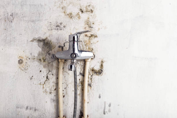 Professional Mold Removal in Jamaica Beach, TX