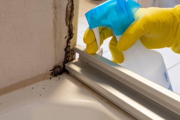 Best Commercial Mold Removal  in Jamaica Beach, TX