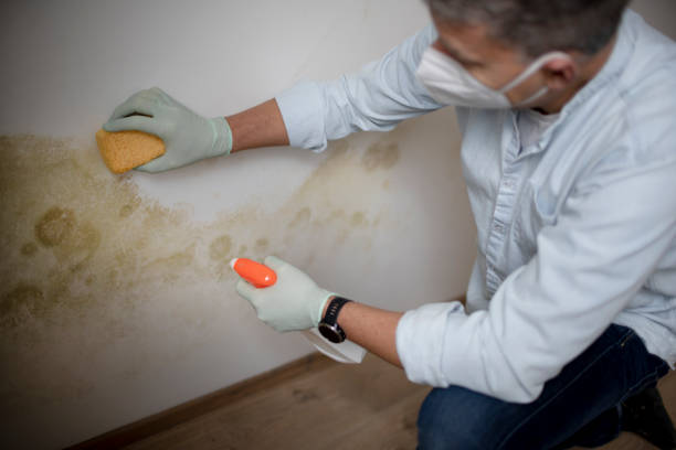 Best Office Mold Removal Services  in Jamaica Beach, TX