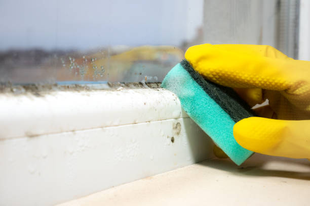 Office Mold Removal Services in Jamaica Beach, TX
