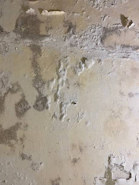 Best Crawl Space Mold Removal  in Jamaica Beach, TX