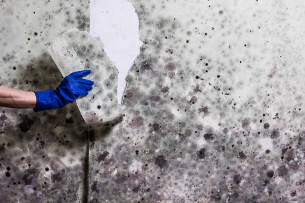 Best Mold Testing  in Jamaica Beach, TX
